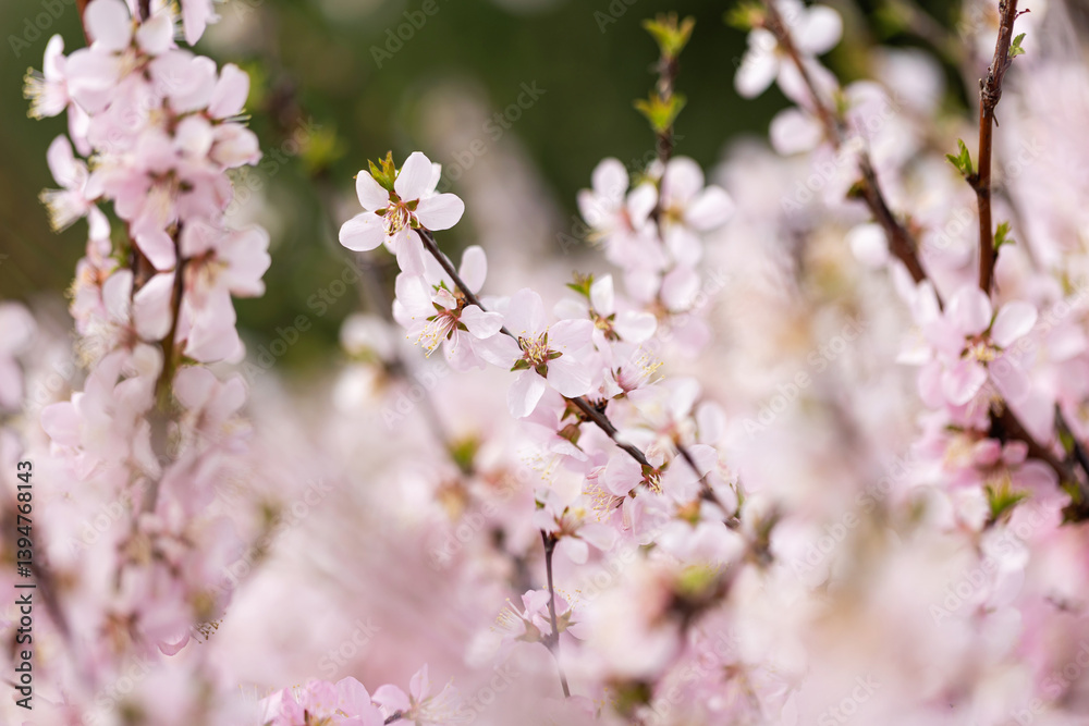 The blooming Prunus triloba in spring