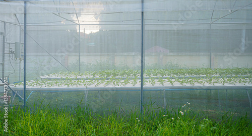 Growing vegetables in a large greenhouse with calibrated water system and climate maintenance.