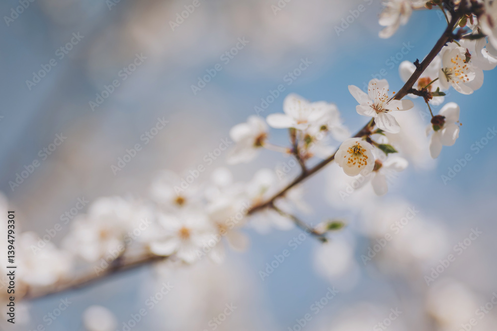 Blossoming cherry blossoms sway gently in the warm spring breeze under a bright blue sky, creating a tranquil and picturesque moment in nature's embrace. Blossoming cherry blossoms sway gently in the warm spring breeze under a bright blue sky, creating a tranquil and picturesque moment in nature's embrace.