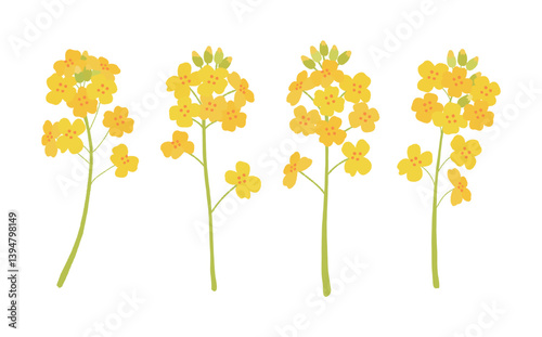 Illustration of yellow rapeseed flowers blooming in spring.