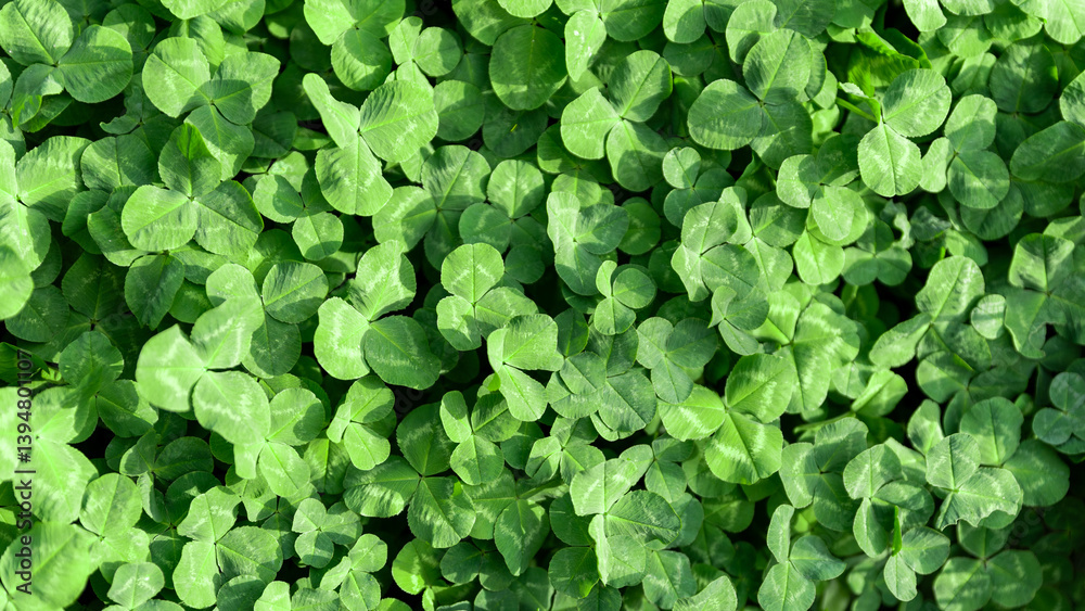 Obraz premium green fresh leaves of the plant