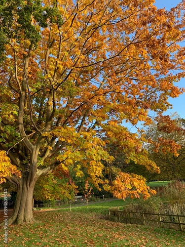 Gorgeous autumn colours on a mature oak tree at Lake Meadows park in Billericay, Essex, UK.