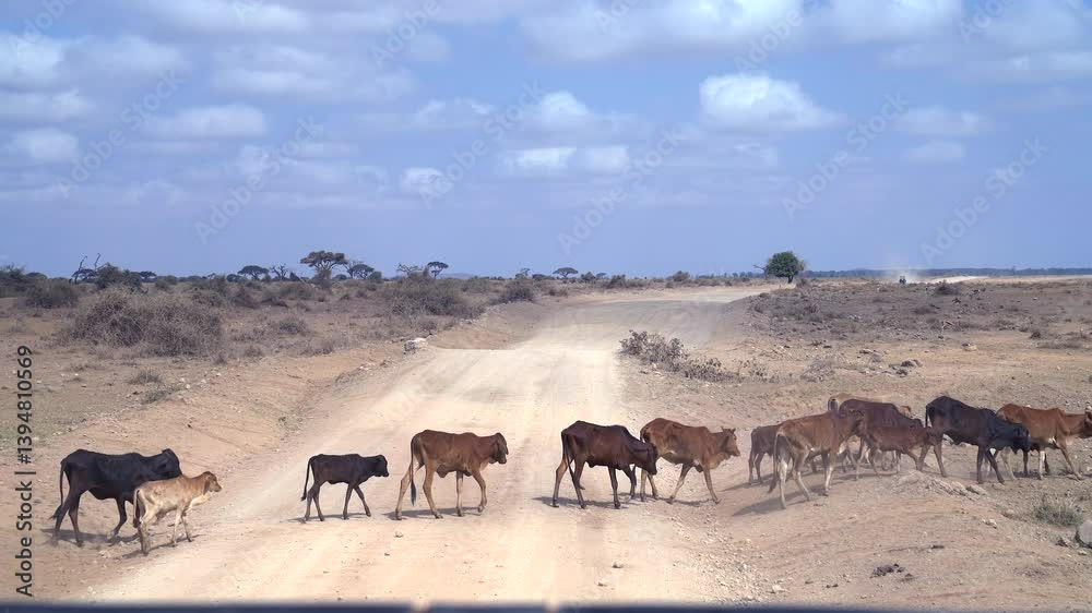 Herd of Cattle Crossing a Dirt Road - Masai Mara Kenya Africa Herd of Cattle Crossing a Dirt Road - Masai Mara Kenya Africa
