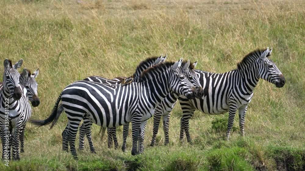 Herd of Zebra Standing in a Field - Masai Mara Kenya Africa Herd of Zebra Standing in a Field - Masai Mara Kenya Africa