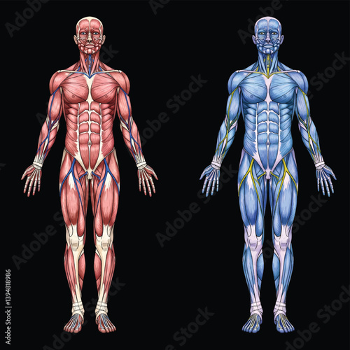 Human Muscular System Anatomy - Red vs Blue Medical Illustration