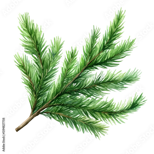 Cedarwood branch, watercolor illustration, isolated on a white background.

