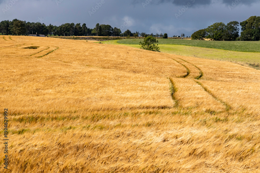 Fototapeta premium Rolling hills covered in golden wheat sway in the wind beneath a moody grey sky. A poetic landscape caught between serenity and the storm that waits on the horizon