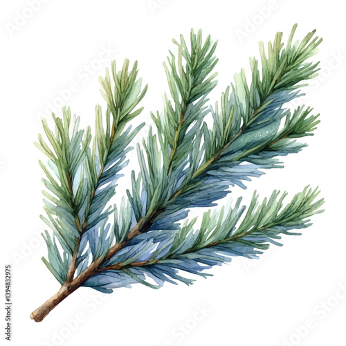 Cedarwood branch, watercolor illustration, isolated on a white background.


