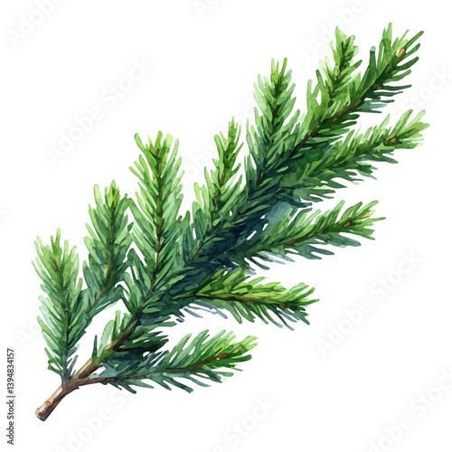 Cedarwood branch, watercolor illustration, isolated on a white background.

