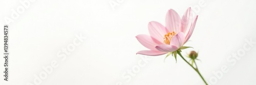 Delicate flower isolated on a crisp white background, simplicity, isolation