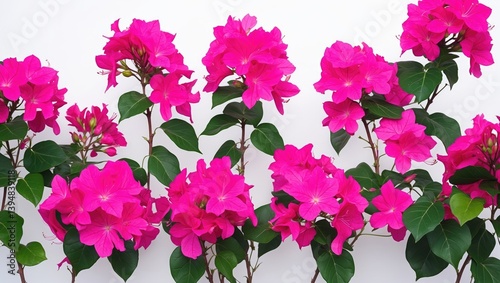 Pink bougainvilleas showcased on a white surface. photo