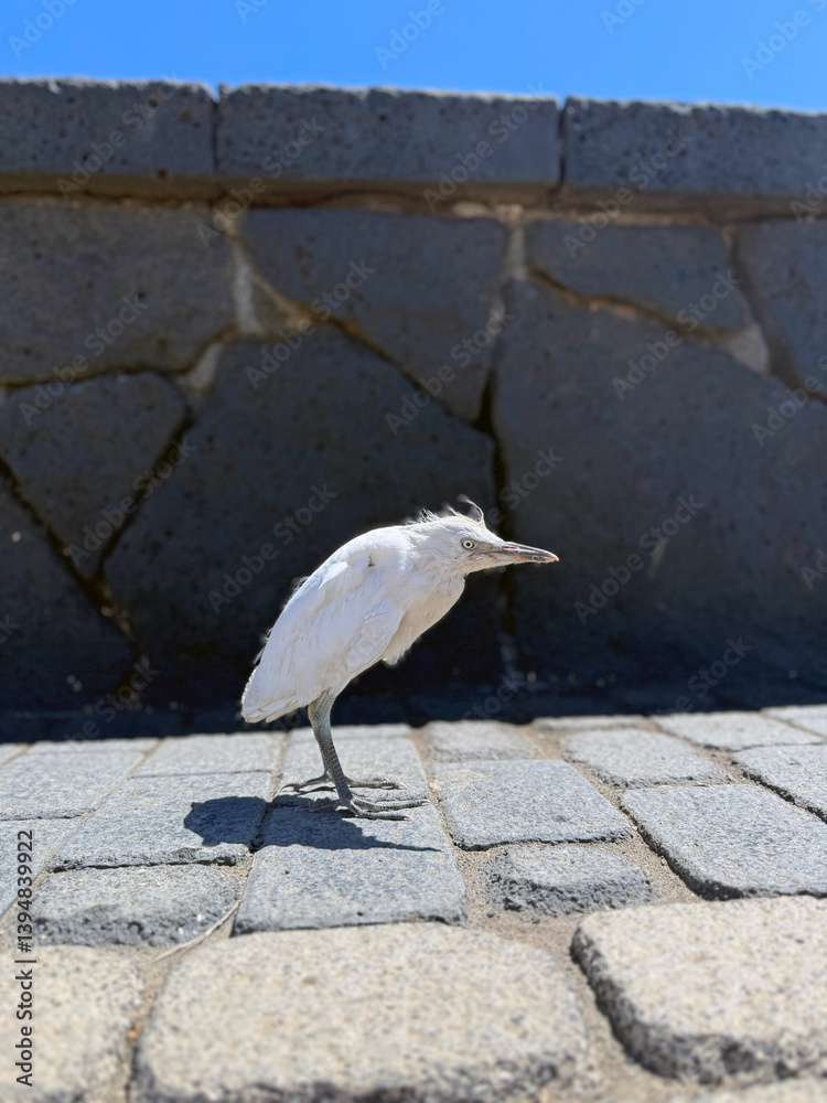 An ugly bird, the white heron.