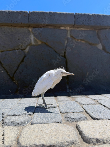 Obraz na płótnie An ugly bird, the white heron. w salonie