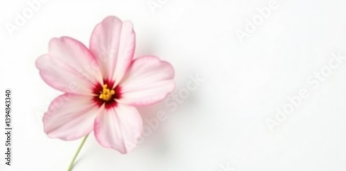 Delicate flower with soft petals on a white background, botanical, isolated