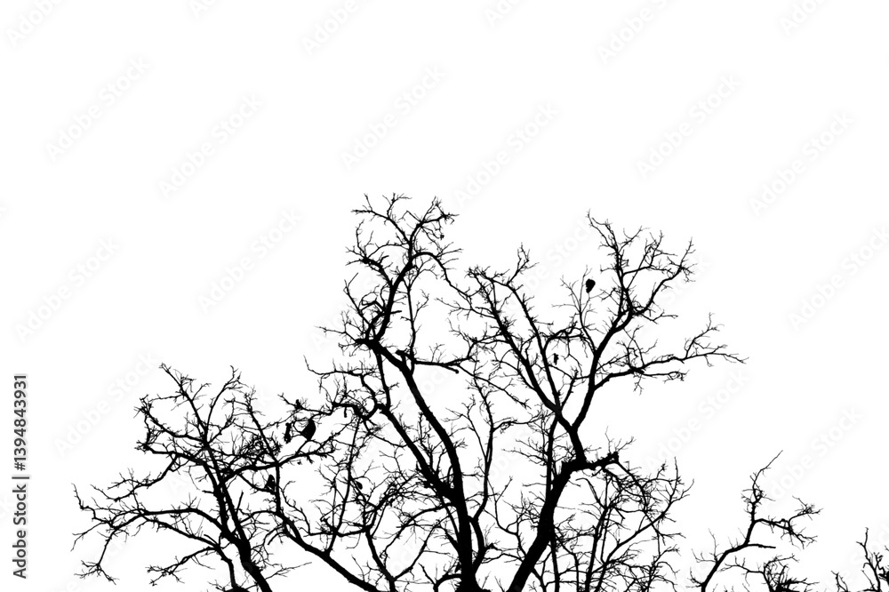 Obraz premium Black and white photo of branch isolated on white background with clipping path.