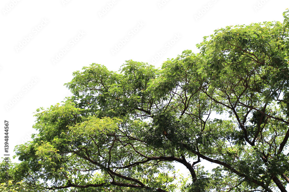 Fototapeta premium Beautiful branch of tree isolated on white background with clipping path.
