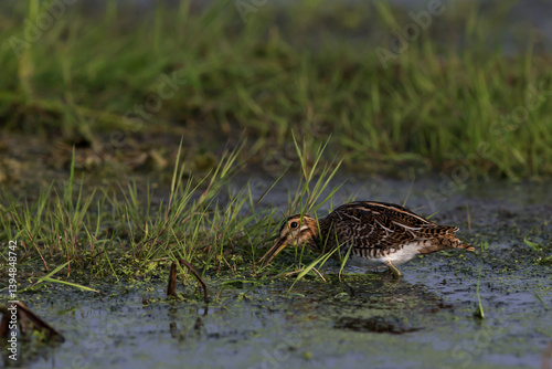 common snipe (gallinago gallinago) searching for food in wet grassland