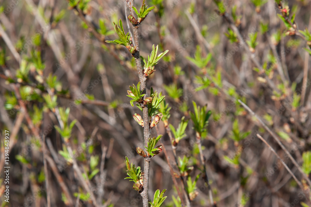small green leaves on twigs after winter in springtime on a natural background. The time of nature's renewal. Natural background with green brunch small green leaves on twigs after winter in springtime on a natural background. The time of nature's renewal. Natural background with green brunch