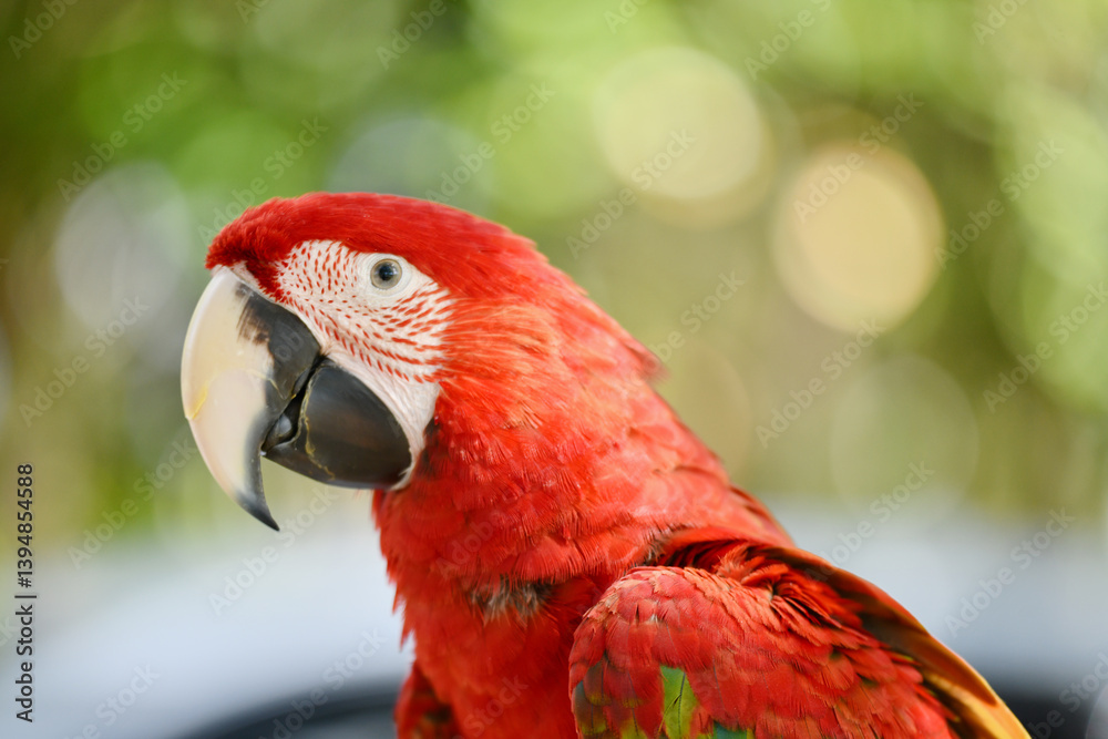 Fototapeta premium portrait greenwing macaw free flying parrot