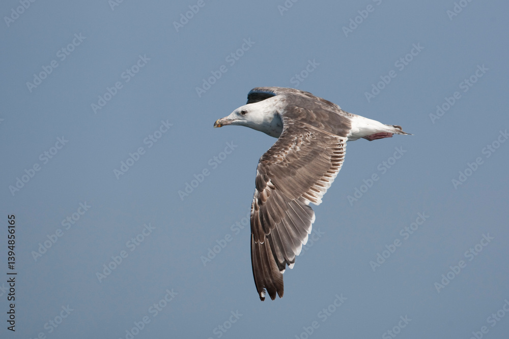 Third calendar year great black-backed gull (larus marinus) in flight Third calendar year great black-backed gull (larus marinus) in flight