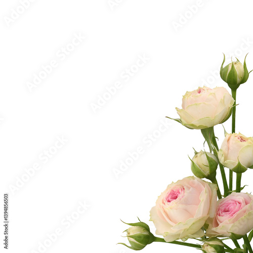 Pink and white rose flowers...