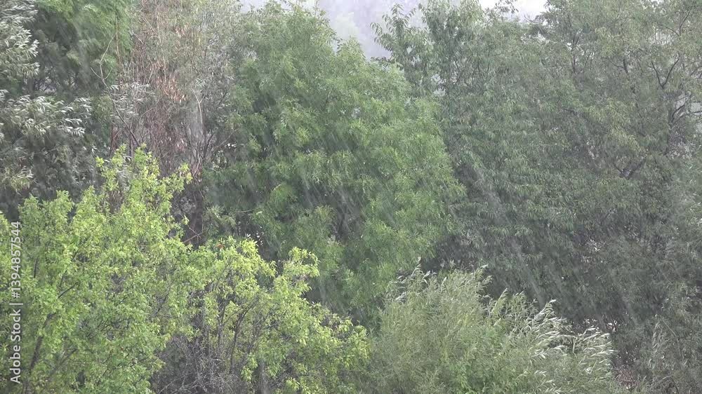 Raining, Storm, Torrential Summer Rain in Forest, Inundation, Flooding Natural Calamity, Disaster, Rainy, Stormy in Wood Foliage Raining, Storm, Torrential Summer Rain in Forest, Inundation, Flooding Natural Calamity, Disaster, Rainy, Stormy in Wood Foliage
