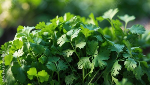 Wallpaper Mural Cilantro Herb Cultivation in the Garden. Cilantro Captured in Natural Lighting Torontodigital.ca