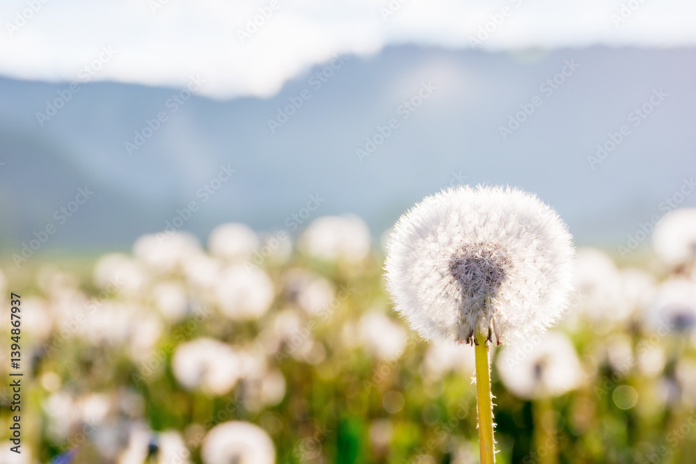 dandelion flower among the grass in morning light. picturesque natural environment. fluffy seed plant in spring. weed field closeup in mountain landscape