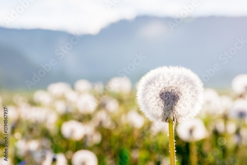 Obraz na płótnie dandelion flower among the grass in morning light. picturesque natural environment. fluffy seed plant in spring. weed field closeup in mountain landscape w salonie