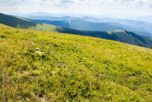 Obraz na płótnie rolling scenery with grassy alpine meadow. spectacular view. scenic carpathian mountain landscape of borzhava ridge. popular travel destination of ukraine on a sunny day in summer. lush alps w salonie