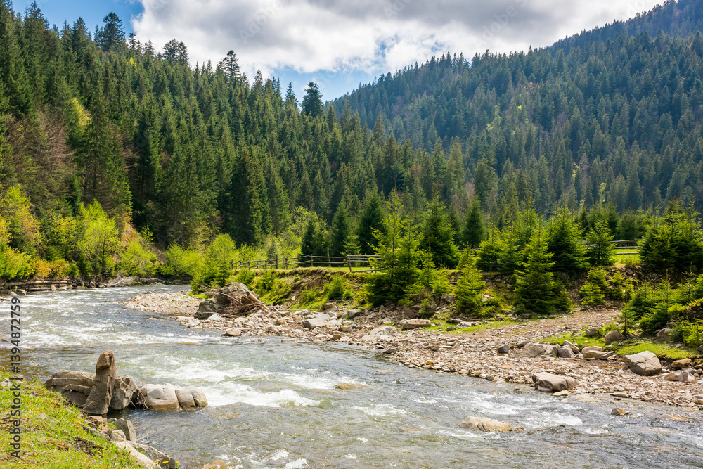 river flowing through green valley in spring. spruce forest on hill. picturesque nature in rural area of carpathian mountains. alpine woodland. calm day for travel ukraine under blue sky with clouds