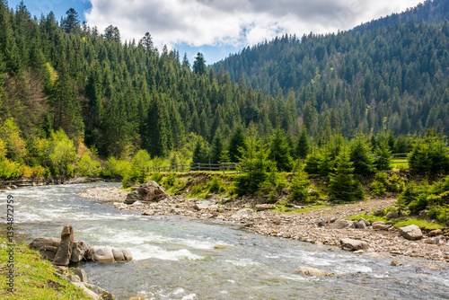 Obraz na płótnie river flowing through green valley in spring. spruce forest on hill. picturesque nature in rural area of carpathian mountains. alpine woodland. calm day for travel ukraine under blue sky with clouds w salonie