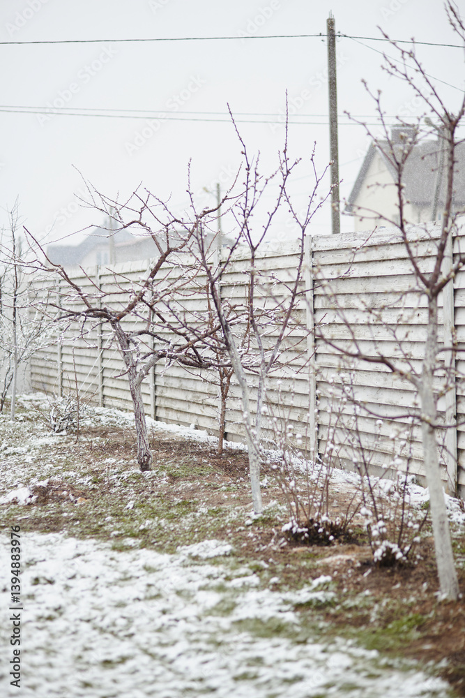 Obraz premium Bare trees in early spring with snow on the ground after sudden snowfall in backyard orchard