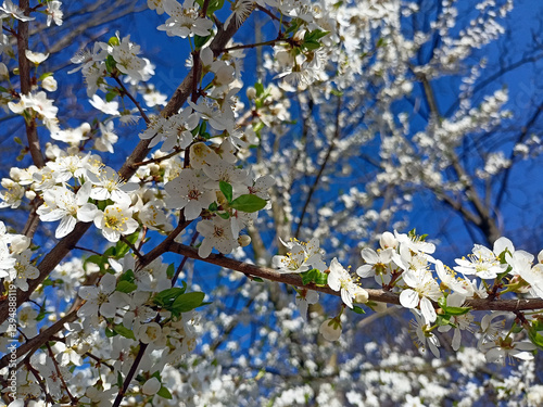 blooming spring hawthorn tree branch against bright blue sky, detail of blooming haw