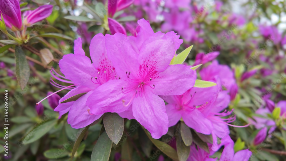 Lush Pink Azalea Blossoms with Green Leaves in Sunlight Lush Pink Azalea Blossoms with Green Leaves in Sunlight