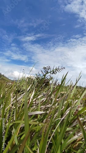 Slow motion of grass with blue sky and its soft clouds