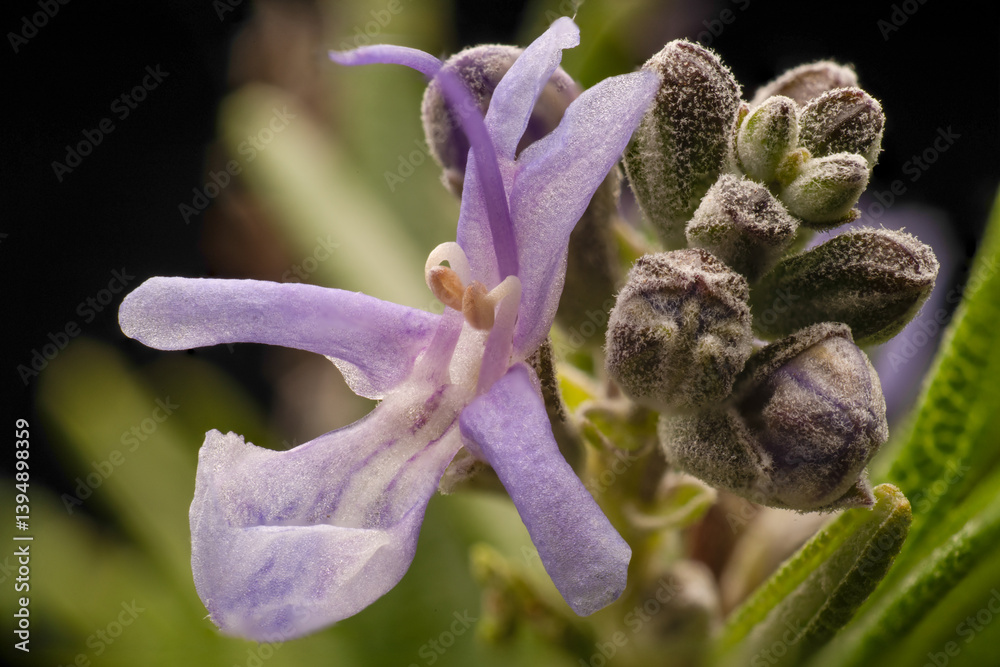 Blooming of rosemary (Rosmarinus officinalis) in Japan in early spring