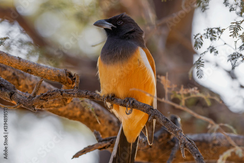 Rufous treepie photo