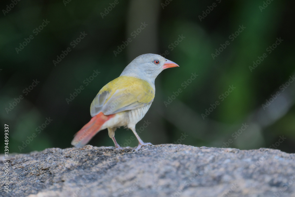 Fototapeta premium coccopygia quartinia yellow bellied waxbill
