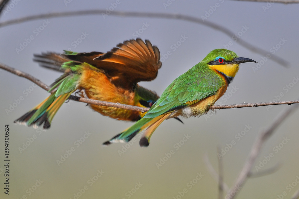 Bee-eaters on a branch in Tanzania Bee-eaters on a branch in Tanzania