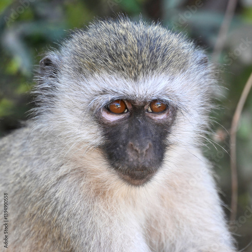 vervet monkey in tanzania