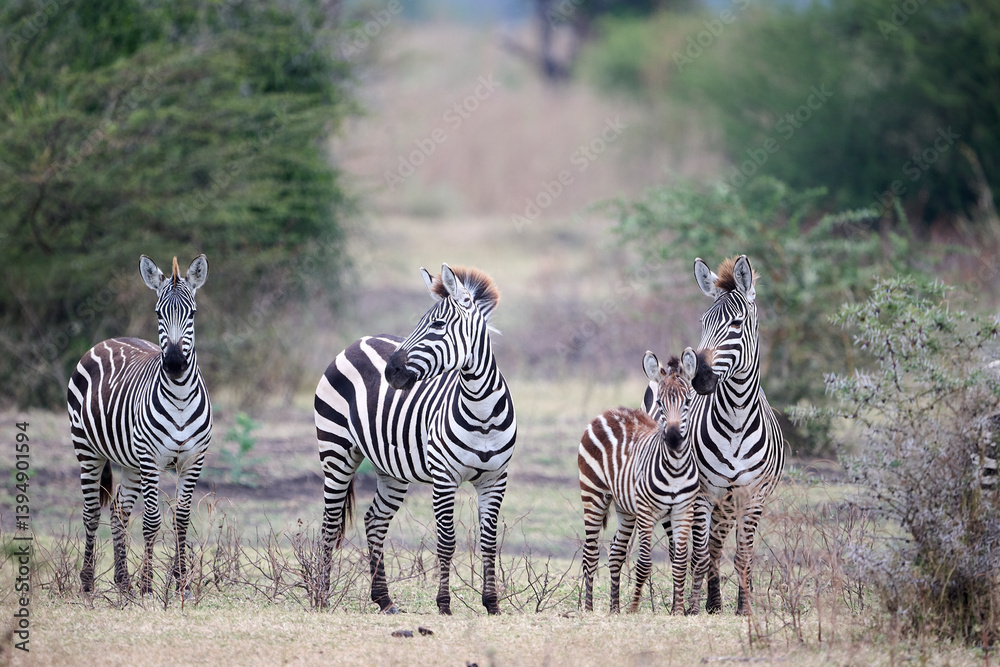 Fototapeta premium Zebras in Tanzania