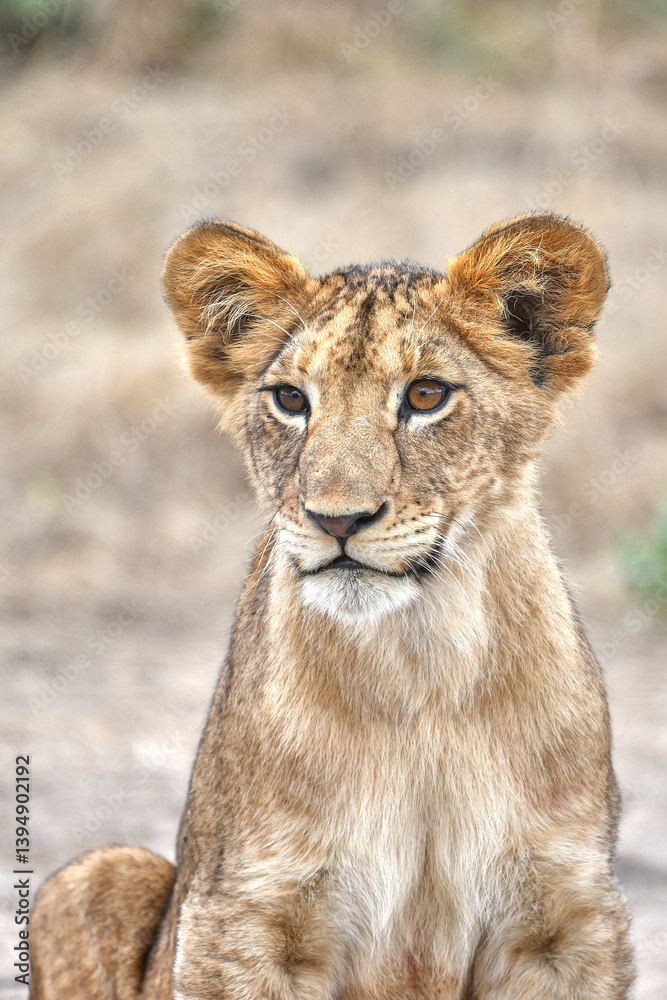 Young lion cub in Tanzania Young lion cub in Tanzania