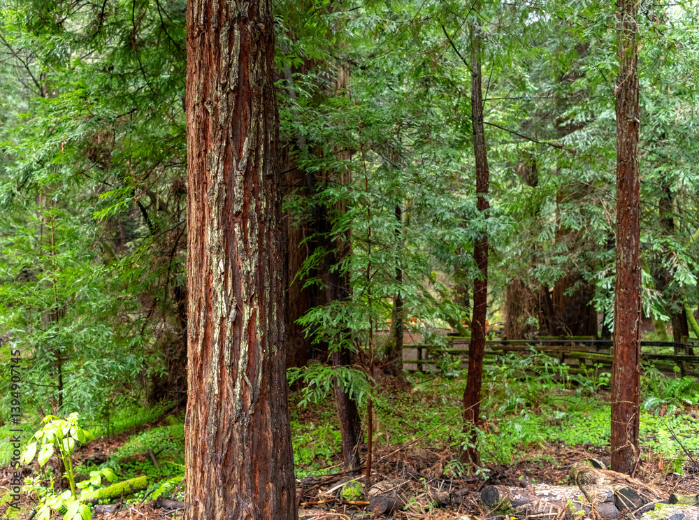 green forest in the morning at Muir Woods California green forest in the morning at Muir Woods California