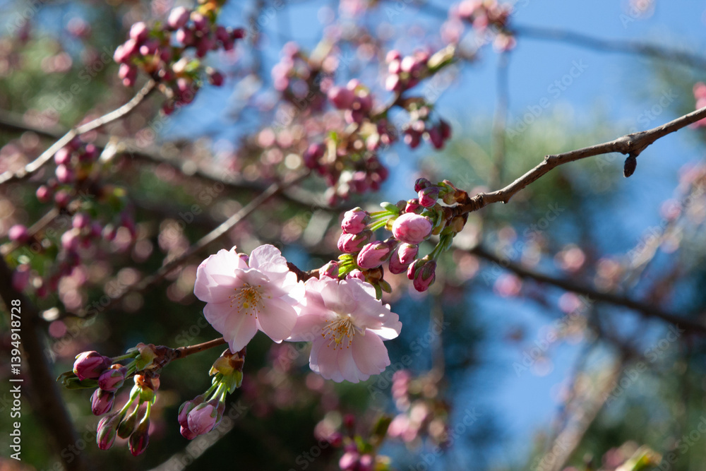 Pink cherry blossom(Cherry blossom, Japanese flowering cherry) on the Sakura tree. Cherry blossoms with buds on twigs against a clear blue sky in spring. The natural beauty of flowers Pink cherry blossom(Cherry blossom, Japanese flowering cherry) on the Sakura tree. Cherry blossoms with buds on twigs against a clear blue sky in spring. The natural beauty of flowers