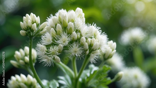 Eupatorium perfoliatum (boneset): Extracts of this plant used for treating fever and common colds. photo