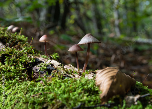 Mycena purpureofusca mushrooms on decaying log covered with moss close up, low toxicity mushrooms in forest