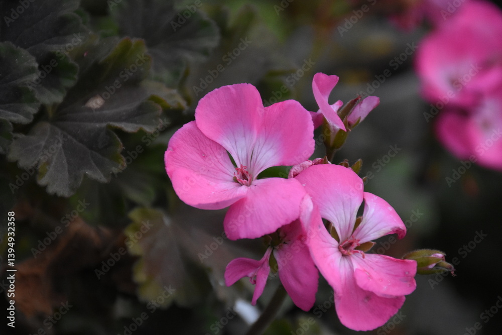 Pink Pelargonium in Full Bloom – Graceful Garden Elegance
Pink Pelargonium in Full Bloom – Graceful Garden Elegance