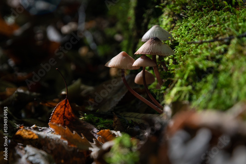 Mycena purpureofusca mushrooms on side of decaying log covered with moss close up, low toxicity mushrooms in forest