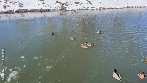 Mallard ducks swimming in a frozen lake with snow landscape  